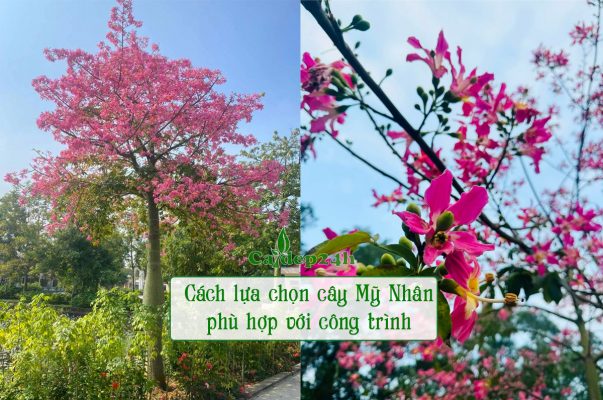 Cách lựa chọn cây Mỹ Nhân hoa hồng xinh đẹp, kích thước phù hợp với công trình