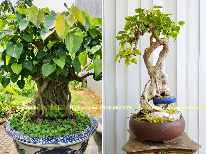 Tỉa lá và cắt nước để thu nhỏ lá cây bồ đề bonsai