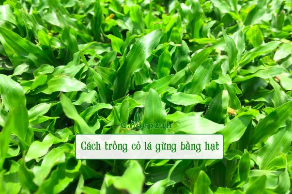 Cách trồng cỏ lá gừng bằng hạt đạt tỷ lệ thành công cao, cỏ lớn nhanh, xanh mướt