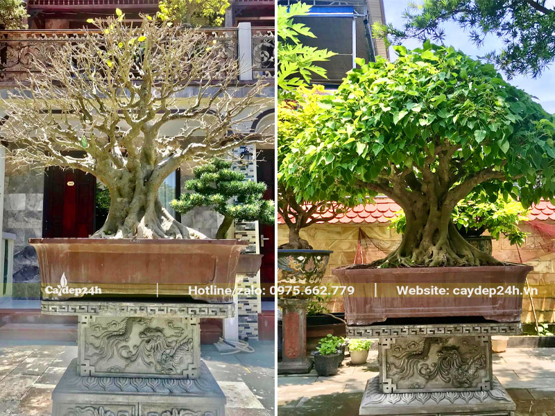 Chậu cây Bồ Đề bonsai thế đẹp, lá mọc xanh tươi