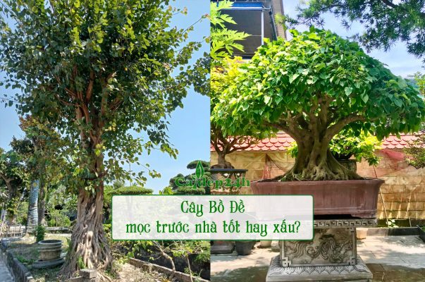 Cây Bồ Đề mọc trước nhà trồng để làm cảnh, lấy bóng mát