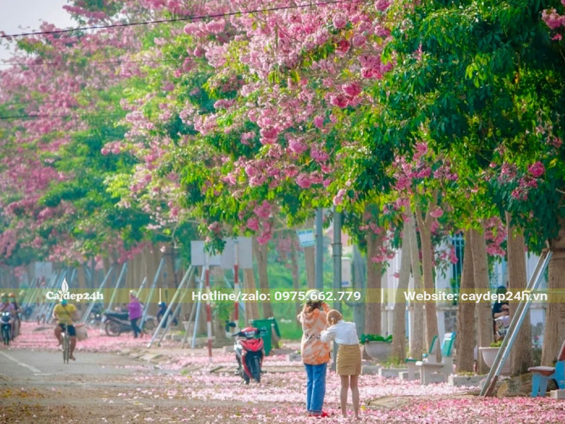 Con đường trồng hoa kèn hồng đang bắt đầu khoe sắc