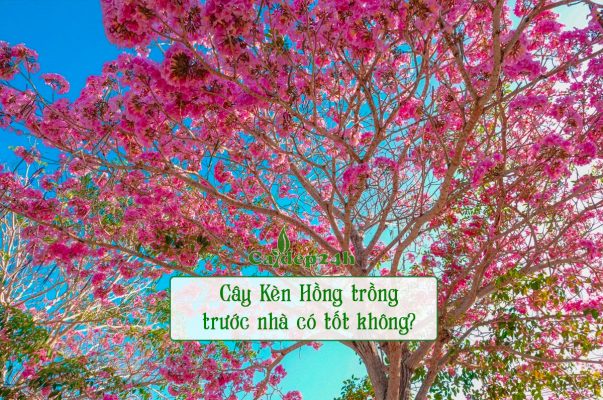 Cây Kèn Hồng trồng trước nhà nở hoa rực rỡ, tán một màu hồng rực