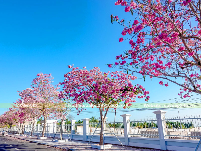 Hàng cây Kèn Hồng trồng vỉa hè đường phố nở hoa rực rỡ