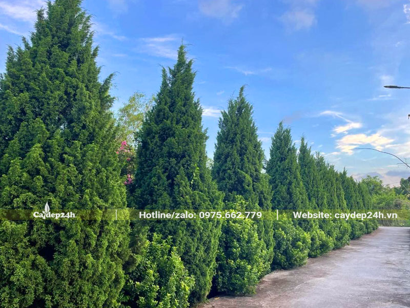 Hàng cây Tùng Tháp hợp mệnh gì