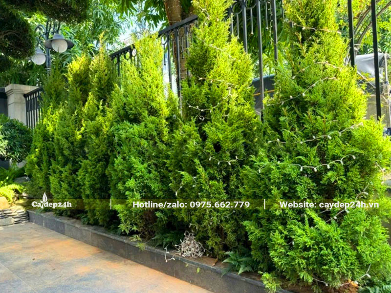 Cây tùng tháp hợp với mệnh gì, trồng trước nhà có đẹp không