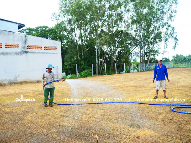 Cấp ẩm cho thảm cỏ lá gừng mới gieo trồng