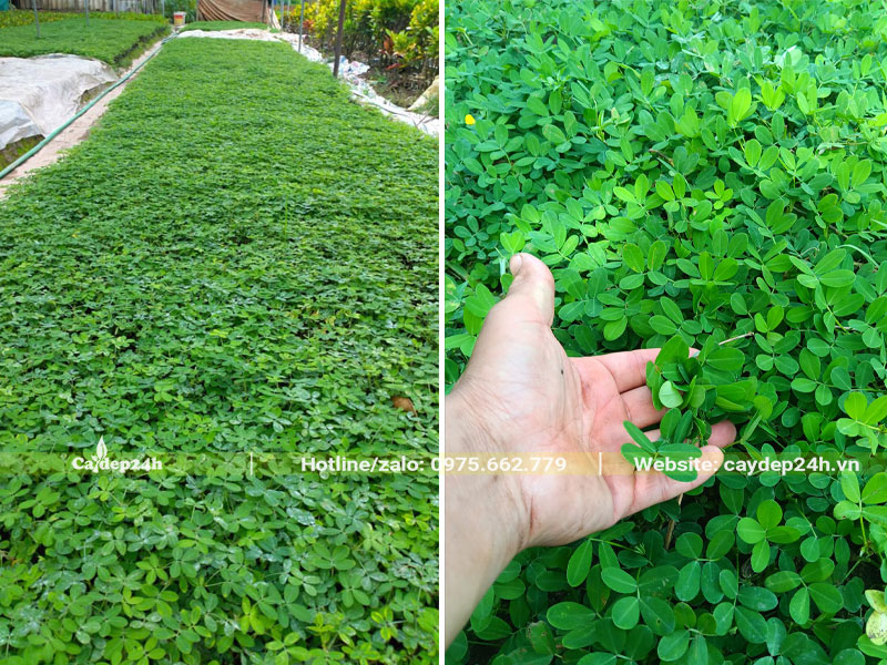 Những luống cỏ lạc xanh tốt sau khi được bón đủ phân