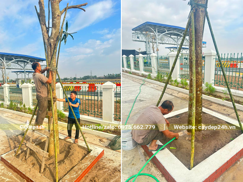 Tiến hành thi công trồng cây xoài công trình cho công ty tại Hà Nội