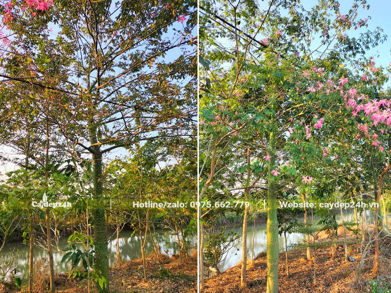 Trồng cây hoa Mỹ Nhân trước nhà sử dụng loại có chiều cao 4 - 5m