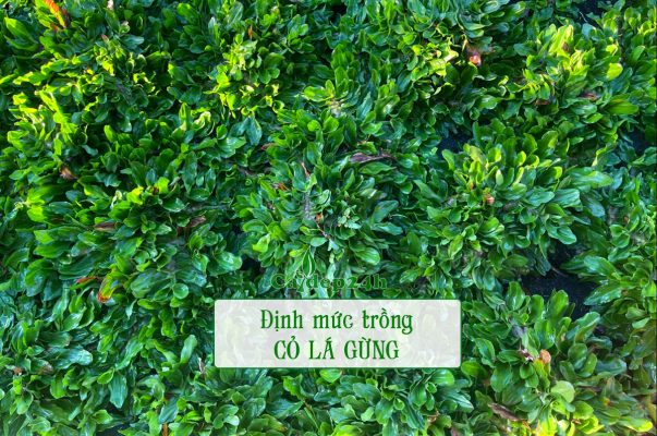 Định mức trồng cỏ lá gừng cho các công trình diện tích lớn