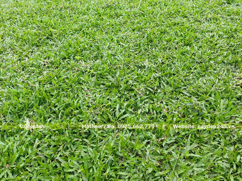 Sân cỏ lá gừng xanh tươi tốt đã trồng thời gian dài