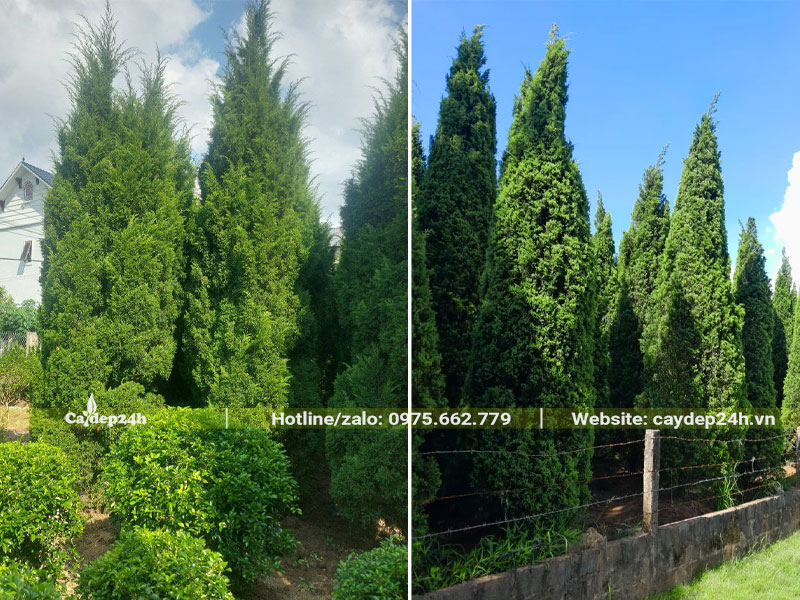 Vườn trồng số lượng lớn cây tùng tháp lâu năm cao hơn 3m