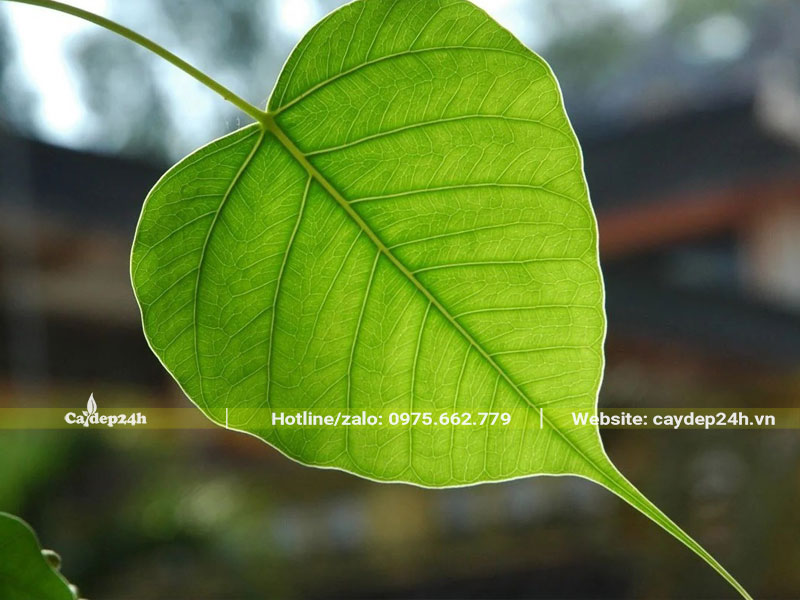 Hình dáng lá cây bồ đề già