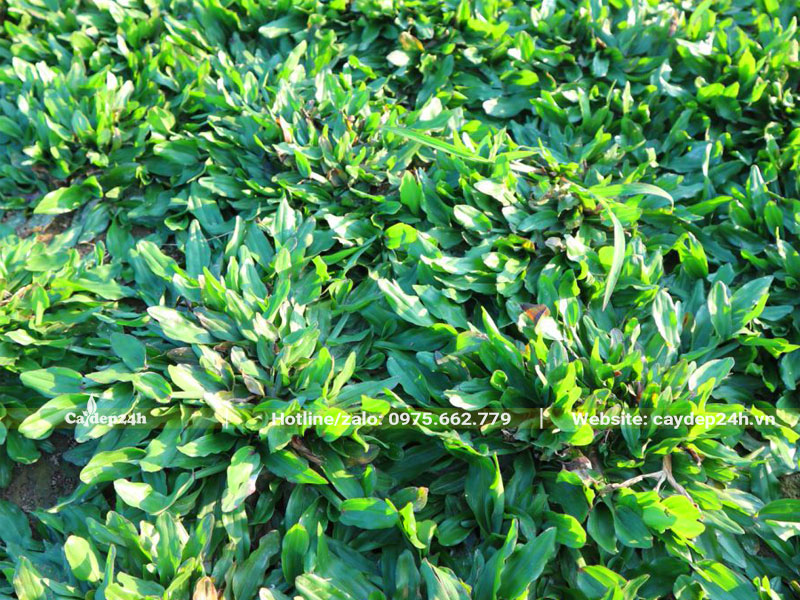 Thảm cỏ lá gừng Thái Lan trồng bằng hạt giống
