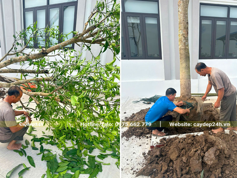 Công nhân đang tiến hành cắt tỉa và tháo lưới bầu