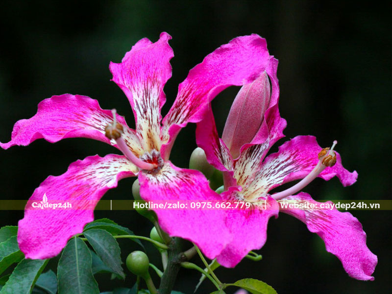 Những chùm hoa Mỹ Nhân khoe sắc xinh đẹp