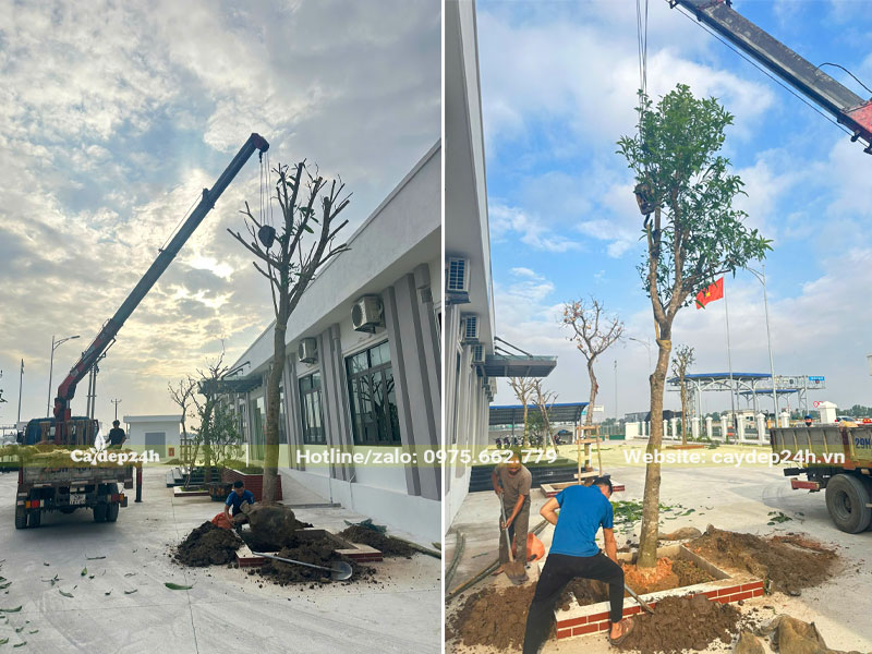 Cẩu trồng cây xoài công trình cho công ty tại Hà Nội