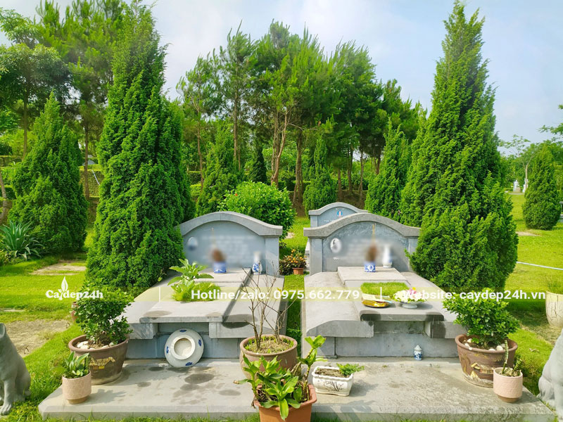 Cây Tùng Tháp trồng ở khu lăng mộ