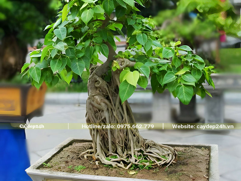 Chậu cây bồ đề bonsai mini có bộ rễ đẹp