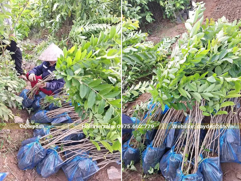 Cây giống Bằng Lăng tím cao hơn 1m, hàng gieo hạt