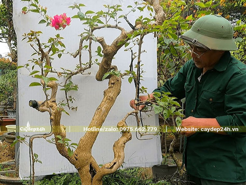 Cắt tỉa và uốn tạo các thế cây hoa giấy đẹp