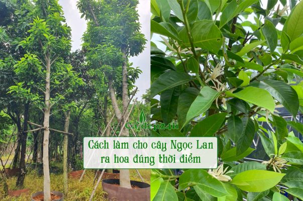 Cách làm cho cây Ngọc Lan ra hoa đẹp, hoa trắng thơm ngát