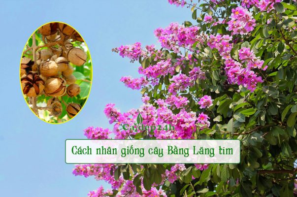 Cách nhân giống cây Bằng lăng tím bằng hạt