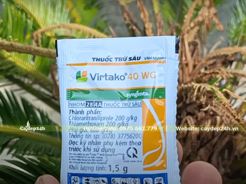 Cách trị sâu ăn lá trên cây Vạn Tuế