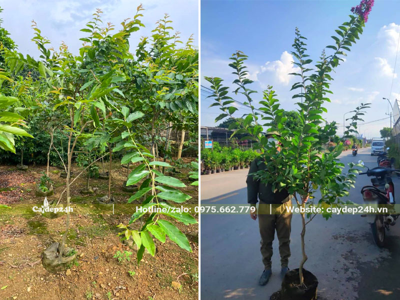 Cách nhân giống cây Bằng Lăng tím bằng cành giâm