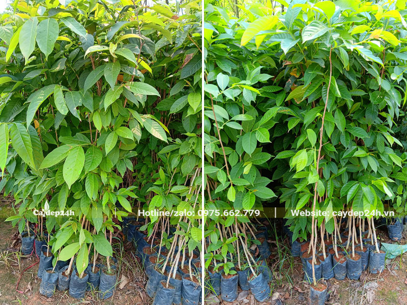 Cách nhân giống cây Bằng Lăng tím bằng hạt, cây phát triển tốt cao khoảng 1m