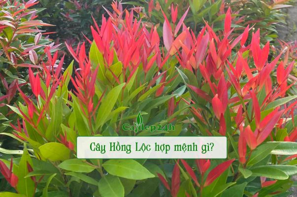 Cây Hồng Lộc hợp mệnh gì và tuổi gì?
