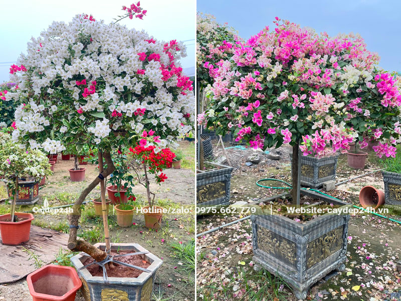 Chậu cây hoa giấy bonsai đẹp, hoa nở siêu nhiều