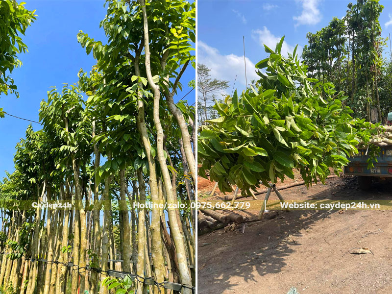 Cây Bằng Lăng công trình cao 5m, đã dâm ủ và tỉa tay cành