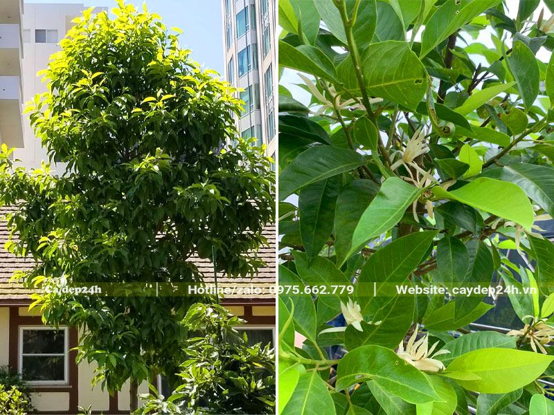 Trồng cây Ngọc lan trước  nhà có tốt không, đặc biệt là vị trí trước sân nhà