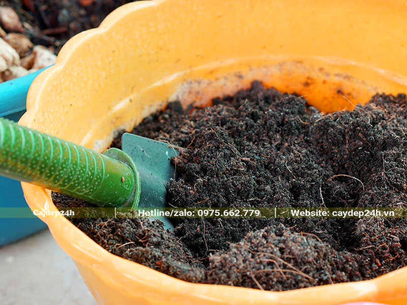 Trộn giá thể đất dùng để giâm cành cây Hồng Lộc