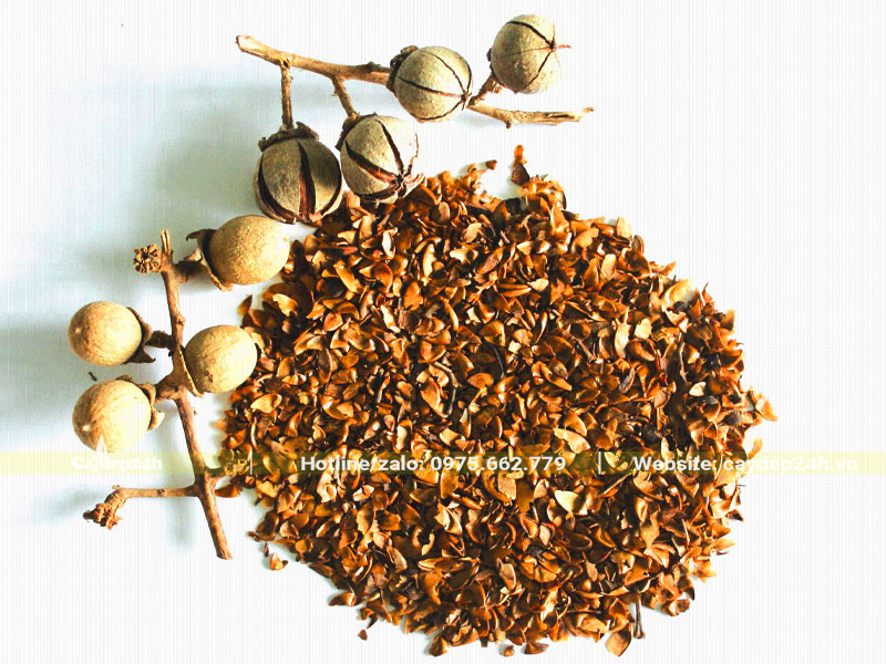 Hạt giống cây hoa Bằng Lăng tím