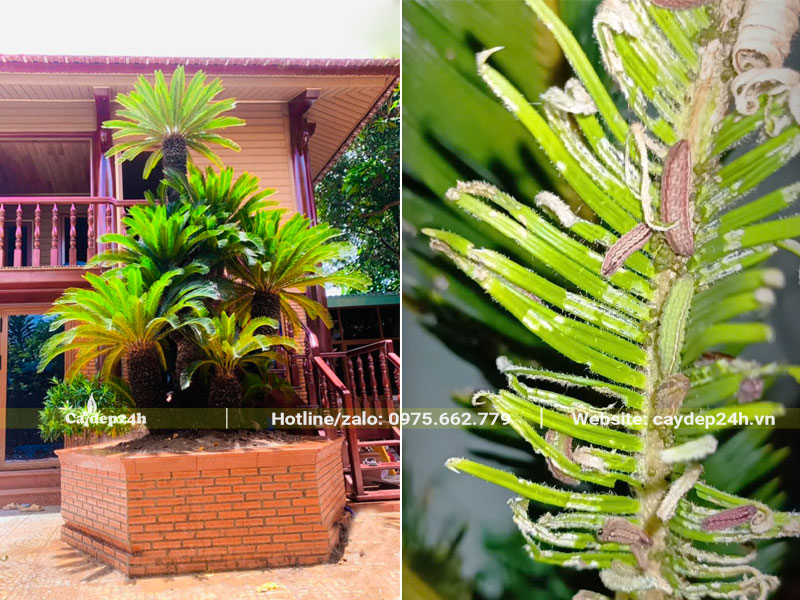 Bụi cây Vạn Tuế trồng trước cửa nhà