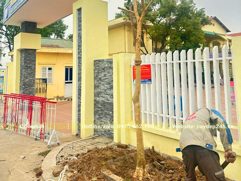 Thi công trồng cây Bằng Lăng cho trường Mầm non Trung Yên