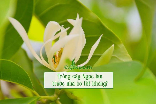 Trồng cây Ngọc Lan trước nhà có tốt không loại có hoa màu trắng xinh