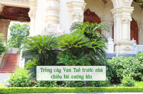 Trồng cây Bạn Tuế trước nhà biệt thự, tạo bụi lớn, tươi tốt