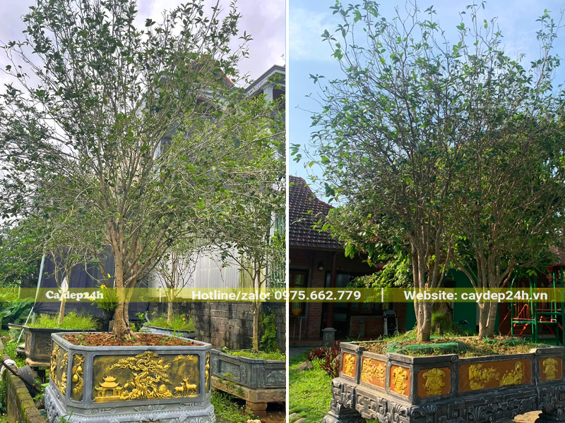Trồng cây Mộc Hương trước nhà, để trong chậu cảnh đẹp bằng đá nguyên khối
