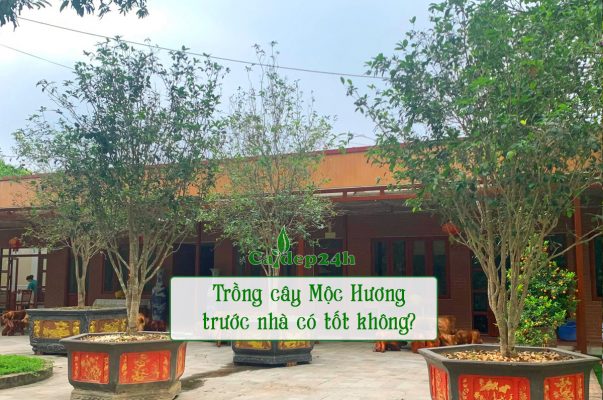 Trồng cây Mộc Hương trước nhà, sử dụng cây lâu năm, dáng cao và đẹp