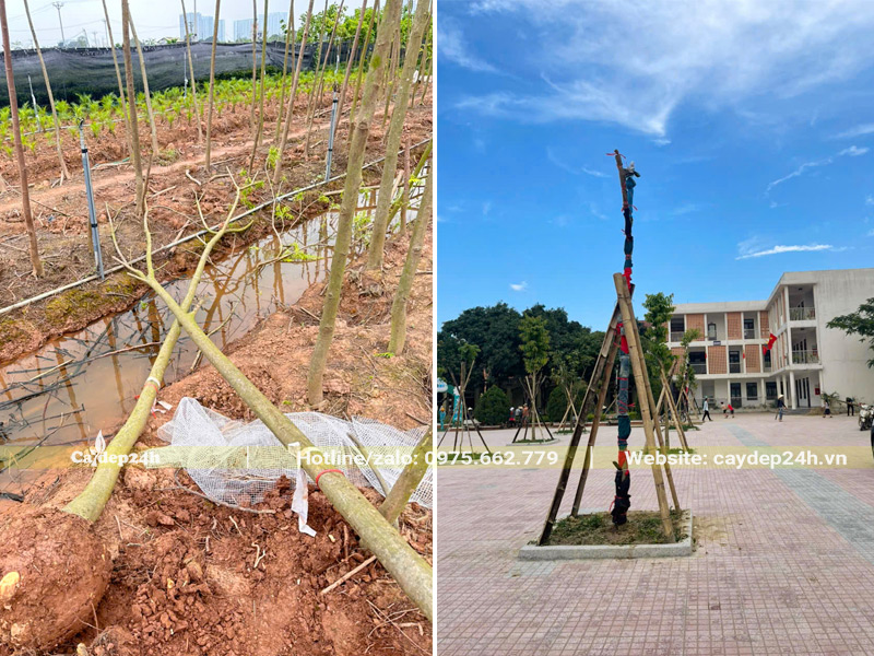 Thi công trồng cây cho trường tiểu học Thạch Hạ tại thành phố Hà Tĩnh
