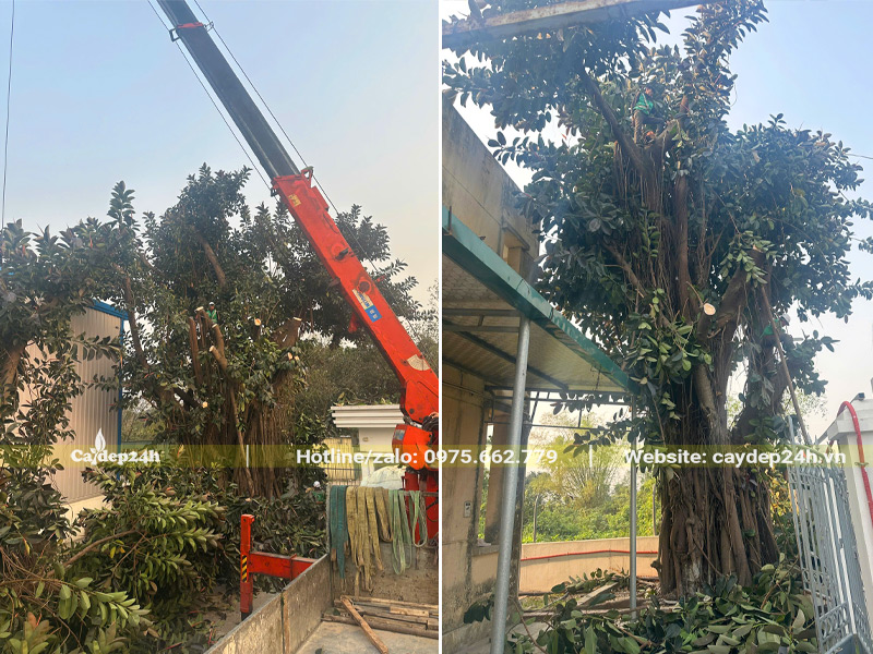Cắt tỉa và di dời cây xanh cho nhà máy tại Bắc Ninh, toàn cây kích thước lớn