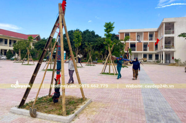 Trồng cây cho trường tiểu học Thạch Hạ tại Thành phố Hà Tĩnh