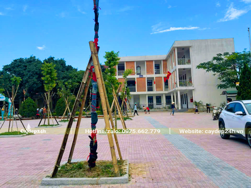 Trồng và chống cọc cho cây xanh bóng mát trong sân trường tiểu học Thạch Hạ