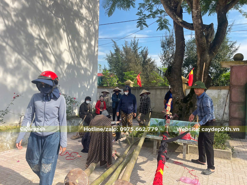 Chuyển cây phượng vĩ công trình đến hố trồng