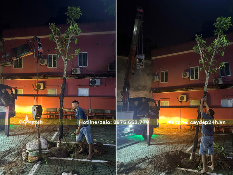 Trồng cây Ngọc Lan công trình đất hữu cơ tơi xốp, giàu dinh dưỡng