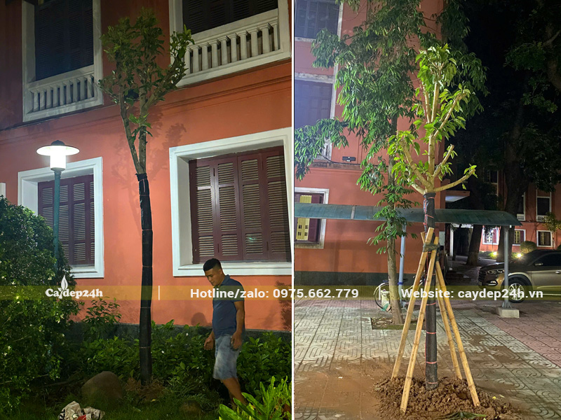 Thi công trồng cây xanh cho trường Đại học Thủy Lợi